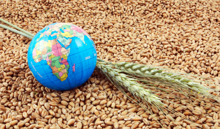 الأمن الغذائي التعريفات والحقيقة
